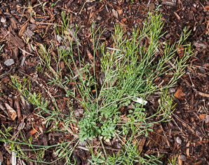 Cardamine hirsuta (hairy bittercress, pepperweed, shotweed, snapweed)