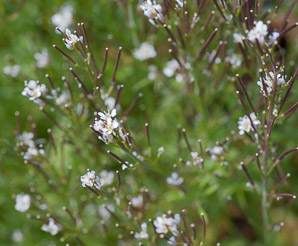 Cardamine hirsuta (hairy bittercress, pepperweed, shotweed, snapweed)