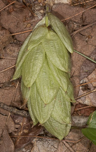 Carpinus caroliniana (American hornbeam, ironwood, musclewood)