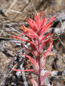 Castilleja linariifolia (Wyoming Indian paintbrush, narrow-leaved Indian paintbrush, Wyoming paintbrush, linaria-leaved Indian paintbrush)