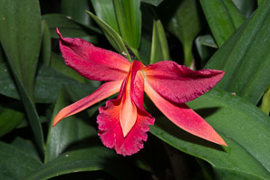 Cattlianthe Jewel (corsage orchid)