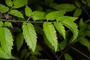 Cicuta maculata (water hemlock, spotted water hemlock, spotted parsley, common water-hemlock)