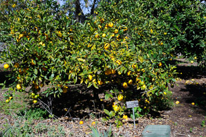 Citrus × (improved Meyer lemon)