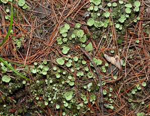 Cladonia chlorophaea (false pixie cup lichen)