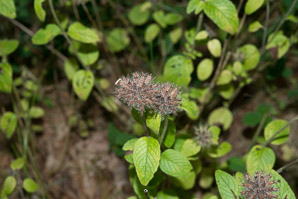 Clinopodium vulgare (wild basil)