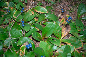 Clintonia borealis (yellow clintonia, bluebead lily, blue-bead lily, clintonia, Clinton's lily, corn lily, cow tongue, yellow beadlily, yellow bluebeadlily, snakeberry, dogberry, straw lily)
