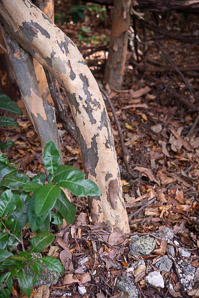 Colubrina elliptica (soldierwood)