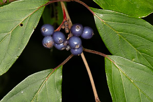 Cornus obliqua (narrowleaf dogwood, silky dogwood, swamp dogwood)