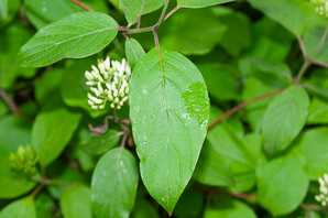 Cornus racemosa (northern swamp dogwood, gray dogwood, panicle dogwood)