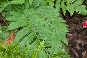 Dryopteris goldieana (Goldie’s wood fern)