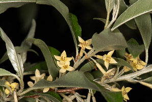 Elaeagnus umbellata (autumn olive, Japanese silverberry)