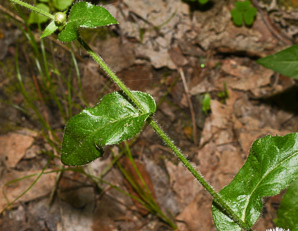Erigeron philadelphicus (common fleabane)