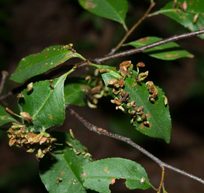 Eriophyes cerasicrumena (black cherry leaf gall mite)