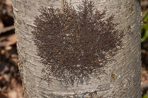 Frullania eboracensis (New York scalewort)
