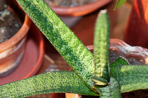 Gasteria verrucosa (ox tongue plant)