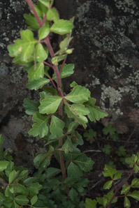 Geranium richardsonii (Richardson’s geranium)