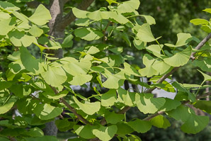 Ginkgo biloba (maidenhair tree, golden fossil tree, stinkbomb tree)