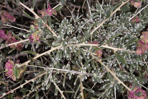 Grayia spinosa (hop sage, spiny hop sage)