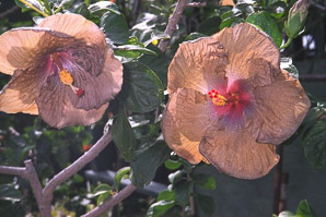 Hibiscus L. (hibiscus, rose of Sharon)