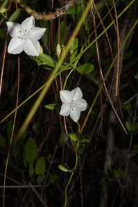Jacquemontia curtissii (pineland clustervine)