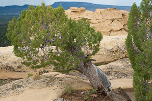 Juniperus osteosperma (Utah juniper)