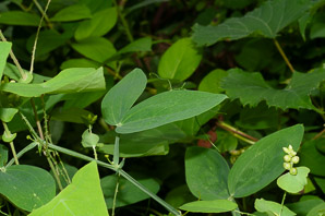 Lathyrus latifolius (perennial peavine, perennial pea, broad-leaved everlasting-pea)