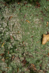 Leucobryum glaucum (pincushion moss)
