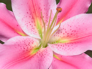 Lilium ‘Star (Oriental lily, stargazer lily)