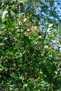 Lonicera fragrantissima (winter honeysuckle, sweet breath of spring, january jasmine, fragrant honeysuckle)
