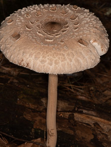 Macrolepiota clelandii (slender parasol, graceful parasol)
