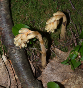 Monotropa hypopithys (pinesap, Dutchman’s pipe, yellow bird’s-nest, false beech-drops)