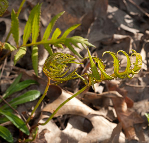 Onoclea sensibilis (sensitive fern, bead fern, meadow brake)