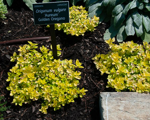 Origanum vulgare (golden oregano)
