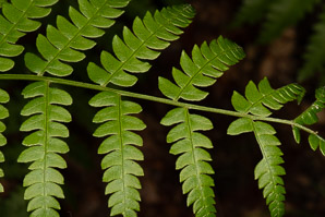 Osmunda cinnamomea (cinnamon fern)