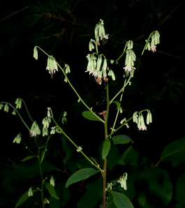 Prenanthes trifoliolata (gall of the earth, three-leaved rattlesnake-root, three-leaved rattle)