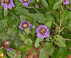 Prunella vulgaris (common selfheal, heal-all, heart-of-the-earth, healall)