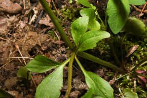 Ranunculus abortivus (kidney-leaved buttercup, kidney-leaved crowfoot, little-leaf buttercup, kidney-leaved cr)