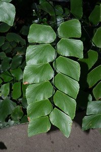 Rumohra adiantiformis (silver dollar fern)