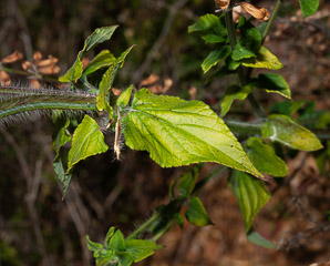 Salvia coccinea (tropical sage)