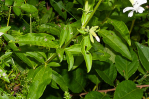 Saponaria officinalis (common soapwort, bouncing bet, soapwort)