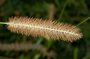 Setaria faberi (giant foxtail)