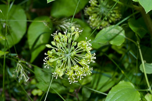 Smilax herbacea (smooth carrion flower, carrion vine, herbaceous carrion flower, smooth herbaceous greenbrier, herbaceou)