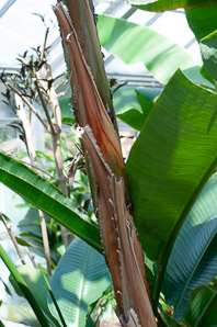 Strelitzia nicolai (giant bird of paradise)