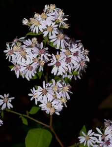 Symphyotrichum cordifolium (heart-leaved aster, broad-leaved aster, common blue wood aster)