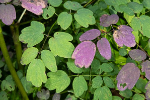 Thalictrum dioicum (early meadow rue, quicksilver-weed, early meadowrue, early Meadow-rue)