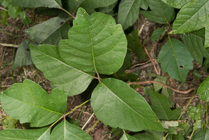 Toxicodendron pubescens (Eastern poison oak)