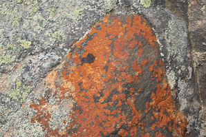 Tremolecia atrata (rusty rock lichen)