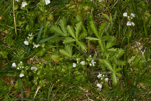 Veronica serpyllifolia (thyme-leaved speedwell)