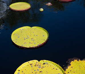 Victoria amazonica (giant water lily)
