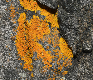 Xanthoria elegans (elegant sunburst lichen, sunburst lichen, elegant orange wall lichen)